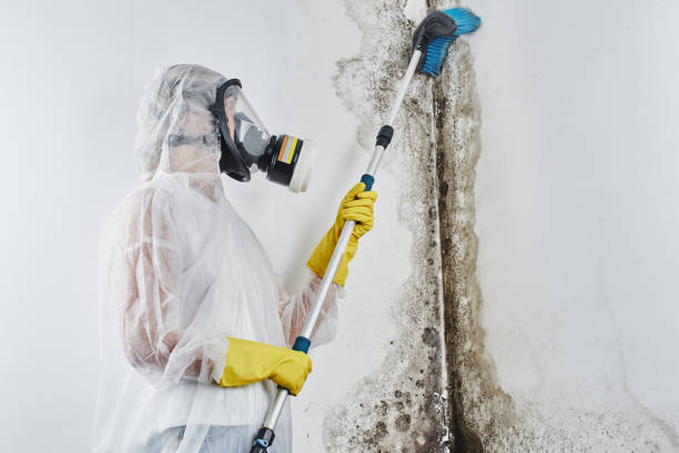 Best Post-Flood Mold Remediation in Tyrone, OK
