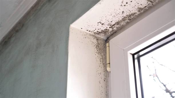 Best Attic Mold Remediation in Tyrone, OK