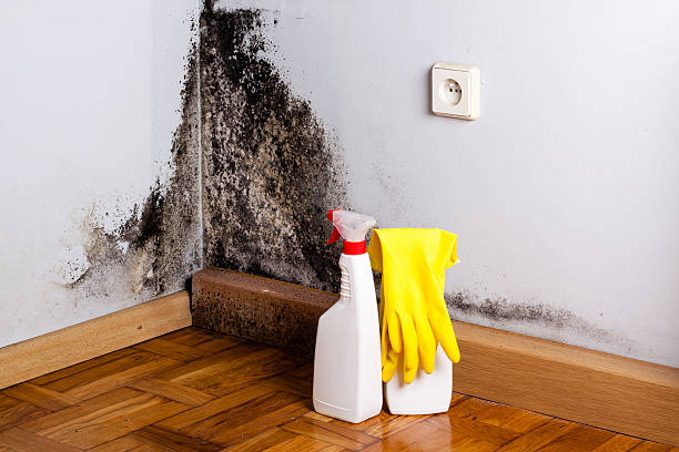 Best Basement Mold Remediation in Tyrone, OK