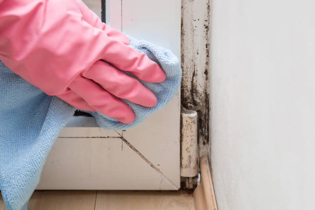 Best DIY Mold Remediation Support Services in Tyrone, OK