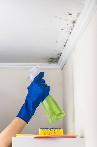 Best White Mold Remediation in Tyrone, OK